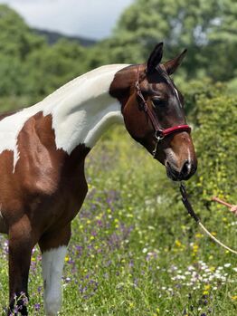 Lusitano Mix Stute in Sonderfarbe, ISPA - Iberische Sportpferde Agentur (ISPA - Iberische Sportpferde Agentur), Pferd kaufen, Bedburg