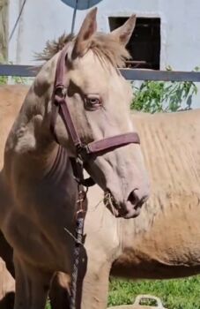 Lusitano Napoleon Perlino Buckskin groß