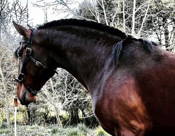 Lusitano Piro Free, Luciano Cruz, Horses For Sale, Ourém 