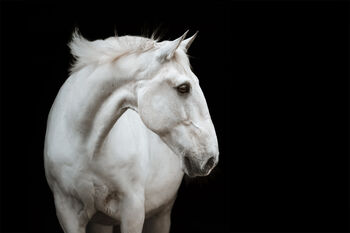 Lusitanowallach sucht wertschätzendes Zuhause, Susan Ruddigkeit, Horses For Sale, Remscheid