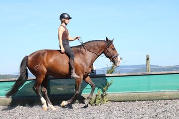 Lusitano Wallach sucht dich?, Nina Eigenmann, Horse Sharing, Schweizersholz