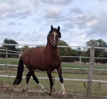 Lusitano Hengst