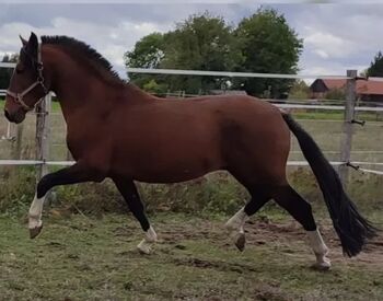Lusitano Hengst