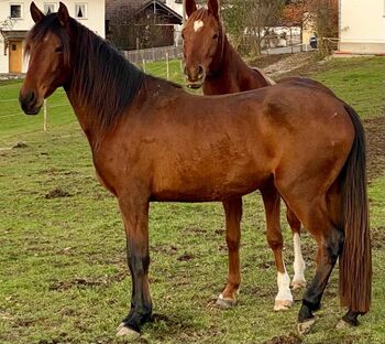 Lusitano Stute, Susanne , Pferd kaufen, Traunstein