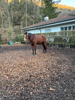 Verkaufe Lusitano-Wallach