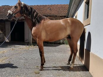 Lusitano vielseitig begabt, ISPA - Iberische Sportpferde Agentur (ISPA - Iberische Sportpferde Agentur), Horses For Sale, Bedburg