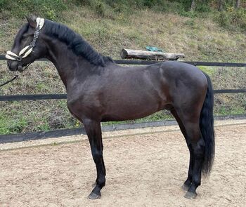 Lusitano in schwarzer Jacke, ISPA - Iberische Sportpferde Agentur (ISPA - Iberische Sportpferde Agentur), Konie na sprzedaż, Bedburg