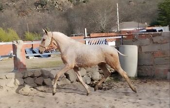 Lusitano x Appaloosa Infante mit Punkten, Post-Your-Horse.com (Caballoria S.L.), Horses For Sale, Rafelguaraf