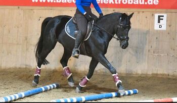 Gehobenes Freizeitpony, Ilka Klüver, Horses For Sale, Sieversdorf