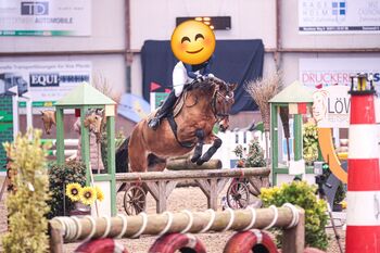 Vielseitiger Lehrmeister für alle Sparten, Annika, Horses For Sale, Dorsten
