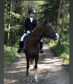 Vielseitiges Sportpony in bunter Jacke, Laura Rögner, Horses For Sale, Ansfelden