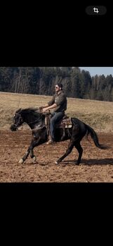 Vielseitiger, talentierter Quarter Horse Wallach mit bester Ranchhorse-Abstammung
