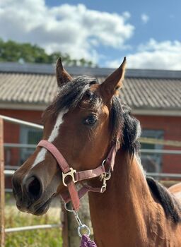 Vielseitiger Quarter Horse Stutjährling mit tollem Charakter