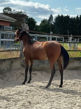 Vielseitiger Quarter Horse Stutjährling mit tollem Charakter