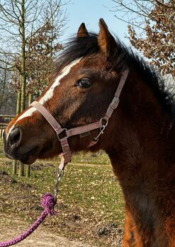 Vielseitiger Quarter Horse Stutjährling mit tollem Charakter