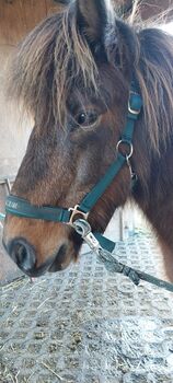 Menschenbezogener Islandwallach zur Verfügung