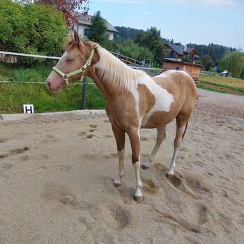 Magic sucht neues Zuhause, D.Y., Horses For Sale, Puchschachen