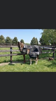 Magnetfelddecke mieten, Wenecia, Horse Blankets, Sheets & Coolers, Villingendorf 