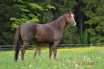 Magnum Chic Dream/Custom Crome Enkelin, Kerstin Rehbehn (Pferdemarketing Ost), Pferd kaufen, Nienburg