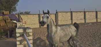 MAJD AL EHSAN, Mohamed Shahin , Horses For Sale, Hurghada
