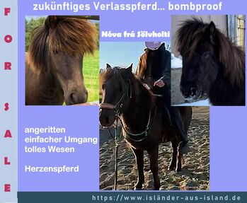 Klein, aber Dein ... coole freundliche Stute für Zucht und Freizeit