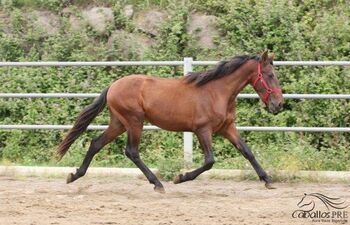 kleiner aber wundervoller PRE Hengst - mit tollen Bewegungen, Thomas Adams (Caballos PRE), Konie na sprzedaż, Bell