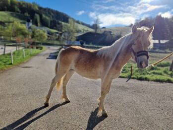 Mähnenwunder Simba, Lisa, Horses For Sale, Neukirchen