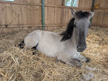 MANJA - Konik-Stufohlen, *01/2024, 135cm (gemessen), Sabine Koch, Pferd kaufen, Schefflenz