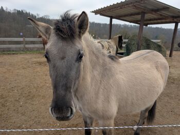 MANJA - Konik-Stufohlen, *01/2024, 135cm (gemessen)