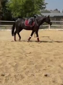Maralello Hengst, Christian Eigner, Horses For Sale, Elsbach