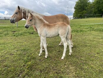 Maraya Haflinger