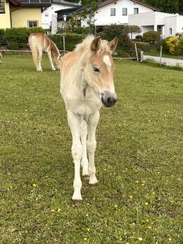 Maraya Haflinger, Helena Henninger, Pferd kaufen, Steyregg