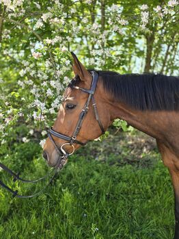 Stute 13 Jahre Springpferd, Freizeitpferd, Stieger Nadine (StiegerGut), Horses For Sale, Haiming
