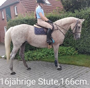 Stute 16jahre, Freizeit, Springen und Dressur, B.M., Horses For Sale, Großheide