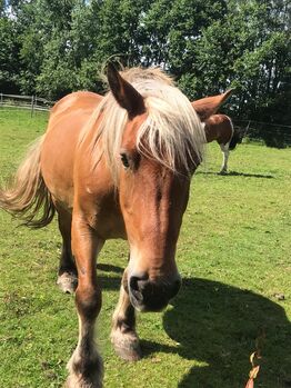 Stute 19 Jahre alt, 148cm, Sandra Laube , Horses For Sale, Jerrishoe