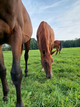 Stute von Dia Corrado, Jana Bettler, Horses For Sale, Ladbergen