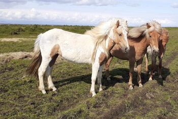 Stute tragen von W21, Isabell, viel Tölt, Islandpferde-aus-Island, Horses For Sale, Südisland