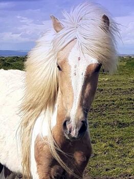 Stute tragen von W21, Isabell, viel Tölt