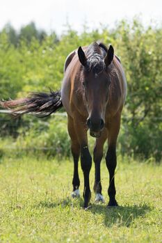 klacz dla amatora/rekreacji super na pierwszego konia, Kinga, Horses For Sale, Czestochowa 