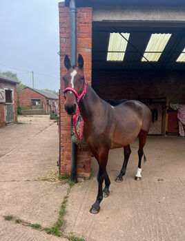 Mare for full loan companion only, Briony , Horses For Sale, Nottingham