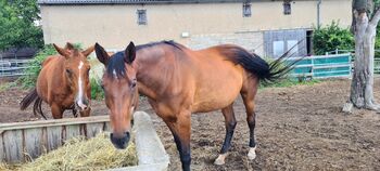 Stute abzugeben, Barbara Tiefenthaler , Horses For Sale, Burgstall 