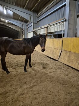 Stute  pferd