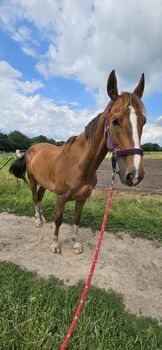 Stute,KWPN,Fuchs,8 Jahre,163 cm,Freizeit,Pferd,Gesund, Silke, Horses For Sale, Bargenstedt