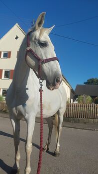 Stute Freizeit Dressur Barock