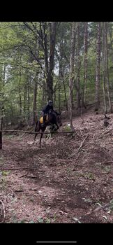 Stute mit Potenzial sucht neues zuhause!, Magdalena, Horses For Sale, Kleblach-Lind