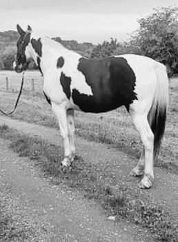 Mare Quality IDX 5yr Old Ready to break, Michealle, Pferd kaufen, Cardiff