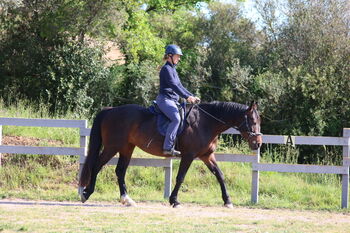 Maremmaner Stute, Katarina Schwartau, Horses For Sale, Grosseto