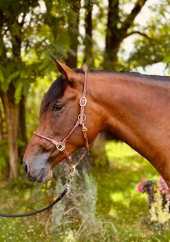 Mariposa – Verlässliche und ehrliche Stute mit Top-Escalera-Abstammung, Yeguada Wiesca (Angelika Willms) (Yeguada Wiesca), Horses For Sale, Ruppichteroth 