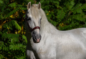 #masterpiece #stallionsensation, WOW Pferd  (WOW Pferd), Horses For Sale, Bayern - Attenkirchen