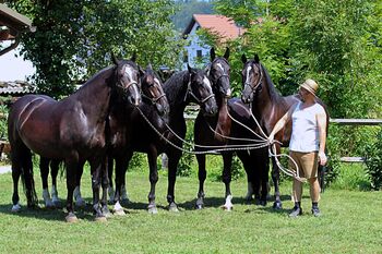 FAHRPFERDE in hoher Qualität, Fahrstall REPNIK - Angelika Pristov, Horses For Sale, Kamnik 